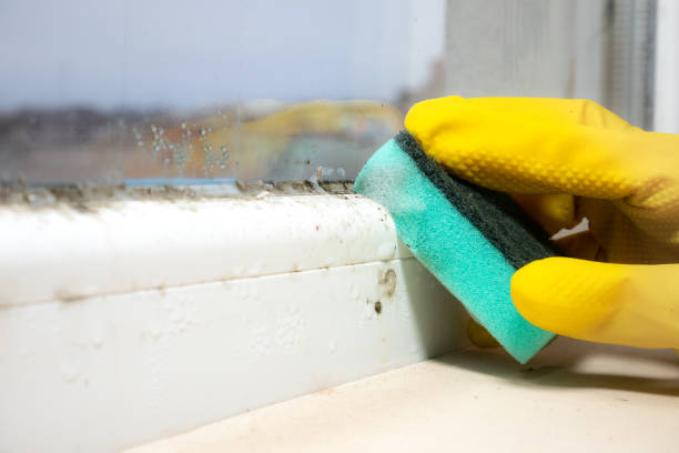 Best Mold Cleaning Services  in Birch Bay, WA
