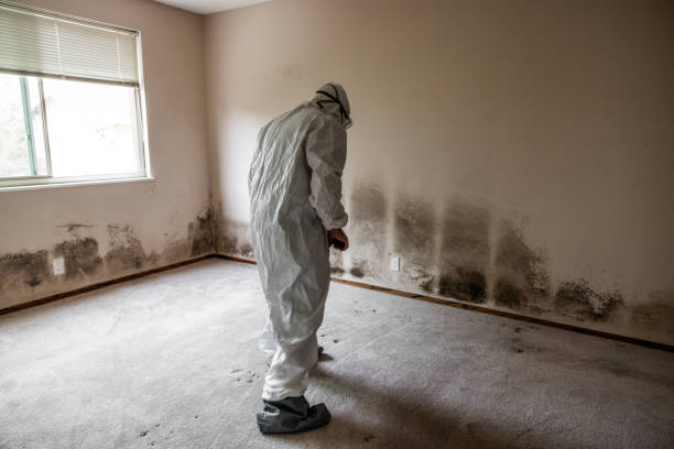 Best Toxic Mold Removal  in Birch Bay, WA