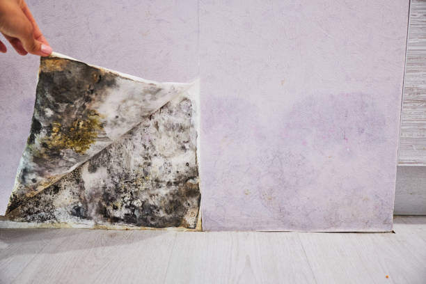 Best Best Mold Removal Companies  in Birch Bay, WA
